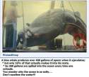 whale.JPG