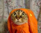 Orange-Kitty.jpg
