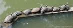 turtle.jpg