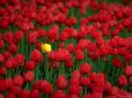 xflower3.jpg