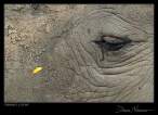 Rhino___Leaf_by_Davenit.jpg