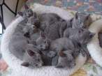 kittens.jpg