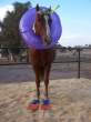 new_sea_horse.jpg