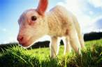 lamb.jpg