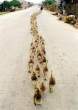 follow_the_leader.jpg