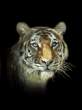 031106_tiger.gif