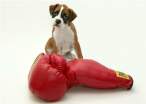 Boxer.jpg