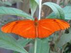 butterfly_10.jpg