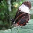 butterfly_11.jpg