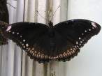 butterfly_13.jpg