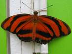 butterfly_14.jpg