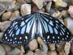 butterfly_15.jpg