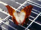 butterfly_25.jpg