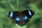 butterfly_29.jpg