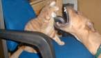kitty_and_dog.jpg