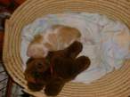 teddybear5zn.jpg