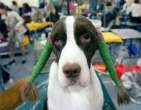 ears2fh.jpg