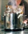 cooking2yl.jpg