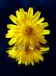 yellow_02.jpg