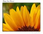 sunflower.jpg