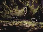Mammalian_2.jpg