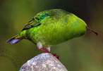 birdapple.jpg