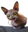 freakycat.jpg