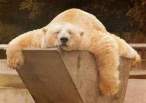 icebear.jpg