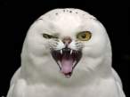 catowl.jpg