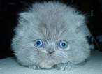 furby.jpg