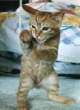boxingkitten.jpg