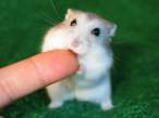 Hamster_by_muchan.jpg