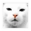 follow_the_white_creatures_by_fili.jpg
