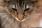 Mysterious_Feline_by_wazabees.jpg