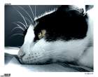 kitty09 sadness.jpg