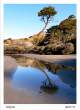 lonely pine by Gazza NZ.jpg