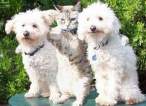 riding2whitedogs.jpg