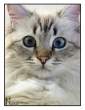 Shocked by nirel.jpg