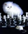 agameofcatandmouse.jpg