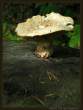Mushroom.jpg