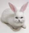 Wabbit.jpg