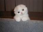 Kitty.jpg