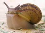 Snail.jpg