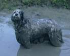 Wet and muddy.jpg