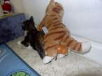 don't forget to get your stuffed animals spaded and neutered.jpg