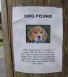 Your Dog.jpg