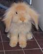 rabbit-4.jpg