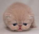 Kitty.jpg