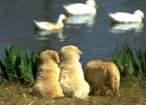 Nice Ducks.jpg