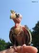 wierd bird.jpg